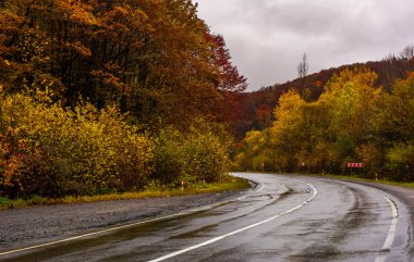 sonbahar ormanda ıslak yolda dönüş
