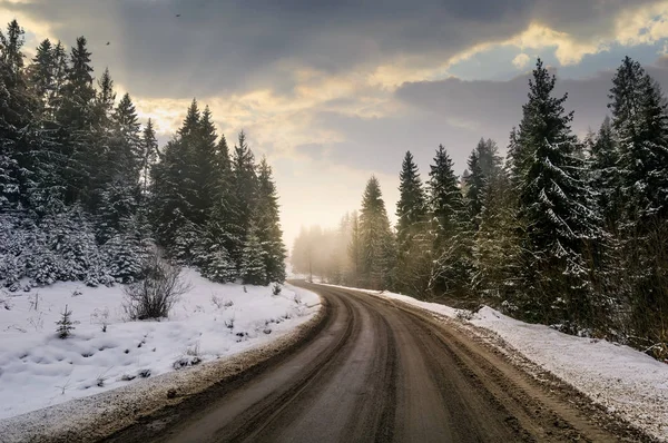 冬のトウヒの森の中の曲がりくねった道 — ストック写真