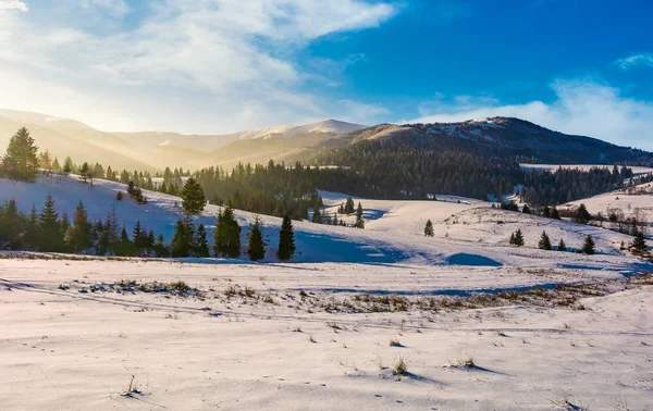 Forêt d'épinettes sur les collines enneigées — Photo