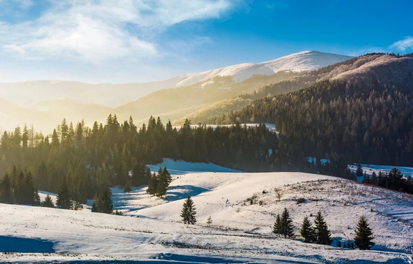 Forêt d'épinettes sur les collines enneigées — Photo