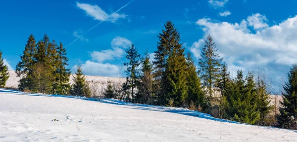 Rad av granar på en snöig sluttning — Stockfoto