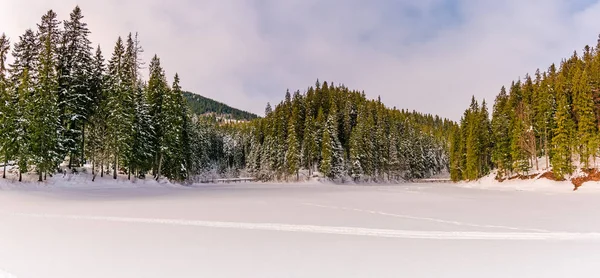 Panorama da floresta de abetos nas montanhas de inverno — Fotografia de Stock