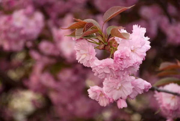 Pink blossomed sakura flowers — Stock Photo, Image