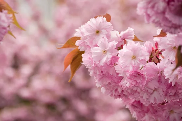 Рожеві квіти сакури — стокове фото
