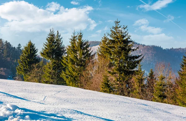 Abetos en una ladera de montaña nevada — Foto de Stock