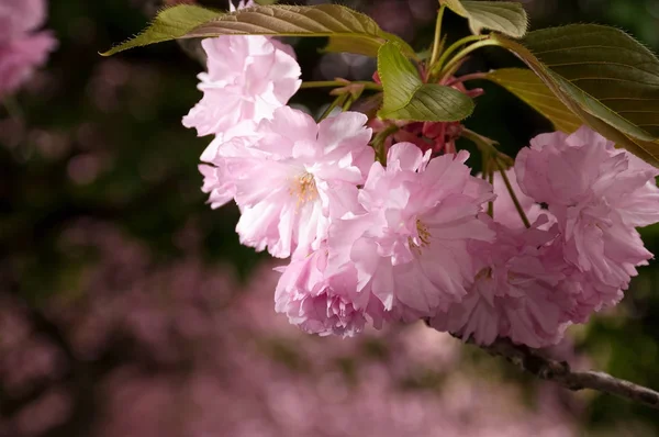 Fiore di ciliegio giapponese in primavera — Foto Stock