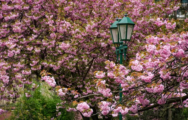 Green lantern among cherry blossom — Stock Photo, Image