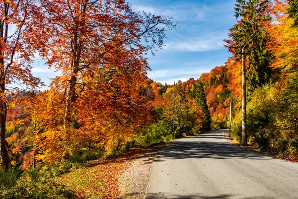 Asphalt road through autumn forest in mountains — Stock Photo, Image