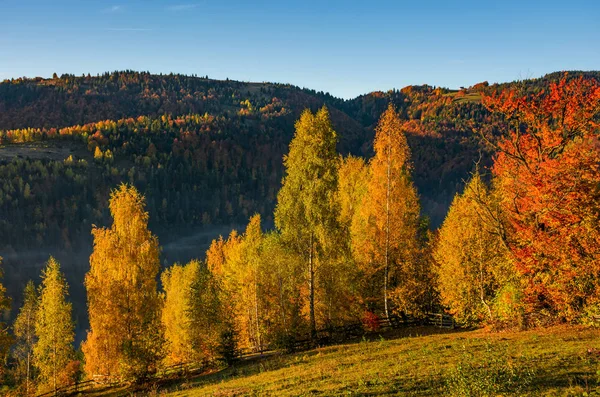 yamaca sarı yapraklar ile orman
