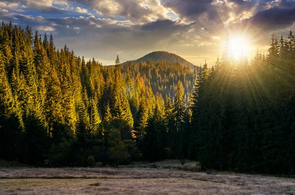 Floresta de abeto nas montanhas ao pôr do sol — Fotografia de Stock