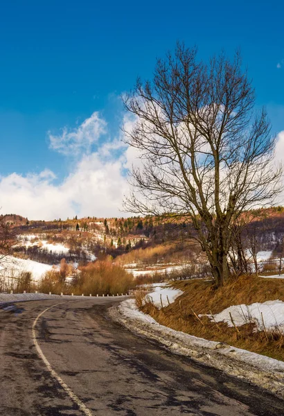Обнаженное дерево у кривой дороги зимой — стоковое фото