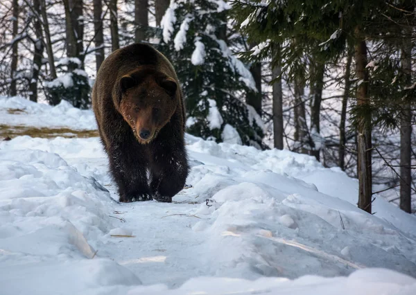 冬の森を歩いてヒグマ — ストック写真