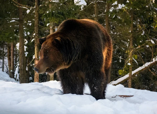 老棕熊在冬天森林里漫步 — 图库照片