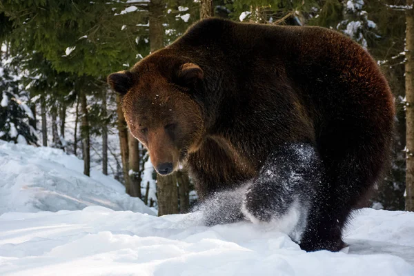 Medvěd hnědý hledání něco ve sněhu — Stock fotografie