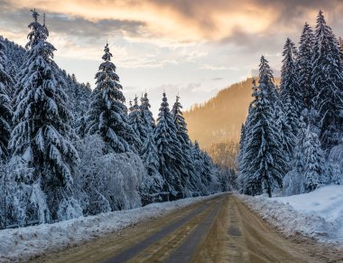 gün batımında Ladin ormanı asfalt yol