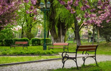 sakura ağaçların altında ahşap banklar