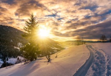 gündoğumu, karlı yamaca yalnız Ladin ağacı