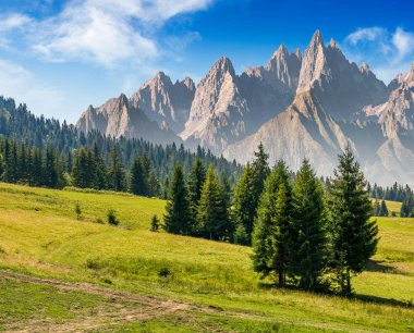dağlarda çimenli yamaca çam ağaçları