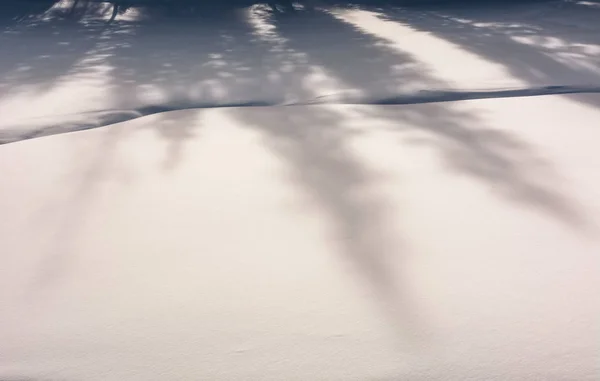 Stíny smrků na sněhu — Stock fotografie