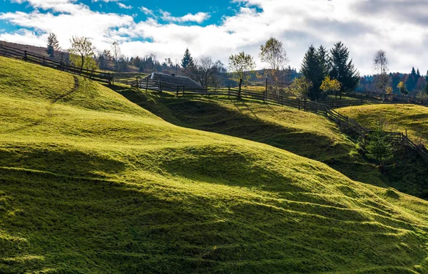 Trees on grassy rural hillside — Stock Photo, Image