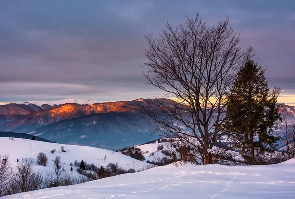 日出时白雪覆盖的山坡上的树木 — 图库照片