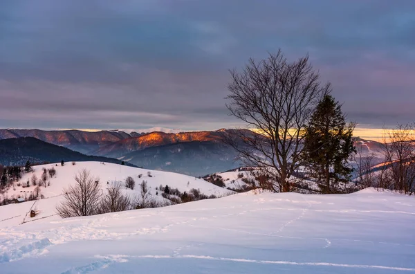 Árboles en la colina cubierta de nieve al amanecer —  Fotos de Stock