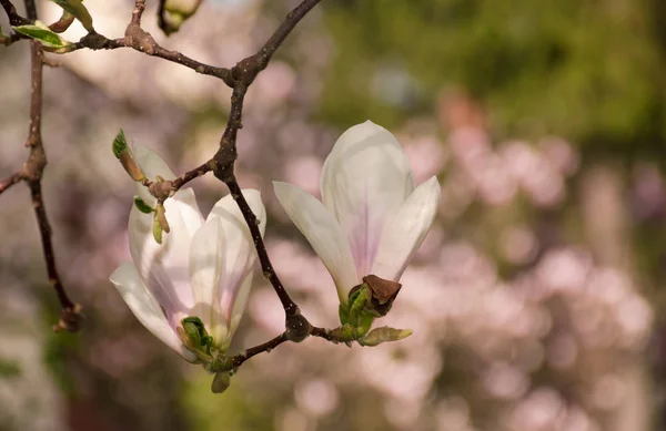 Dwa kwiaty magnolia na podwórku — Zdjęcie stockowe