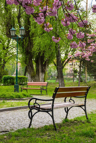 wooden benches under sakura trees