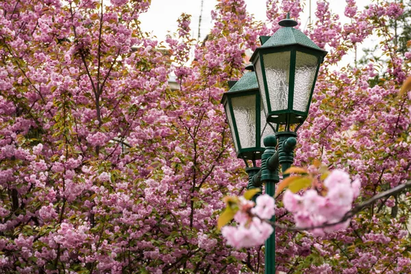 old green lantern among cherry blossom