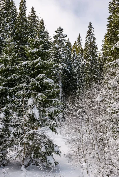 Ormandaki karlı çam ağaçları — Stok fotoğraf