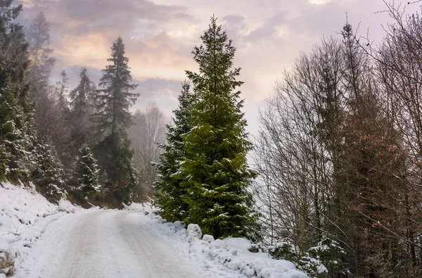 Route à travers la forêt enneigée le matin brumeux — Photo