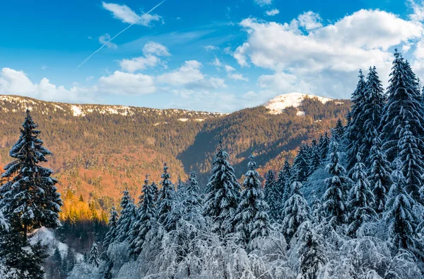 Floresta de coníferas nevadas nas montanhas — Fotografia de Stock