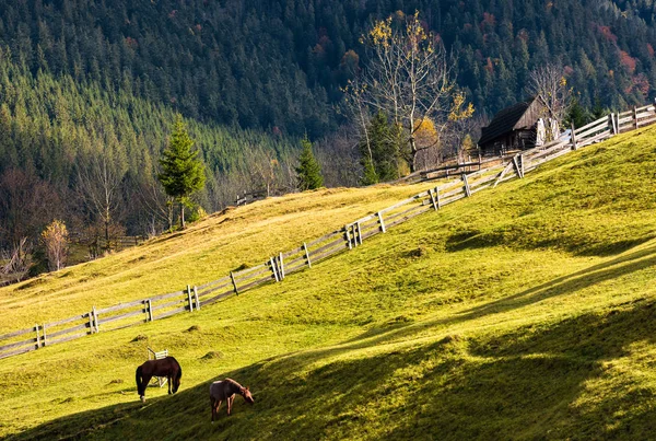 Caballos en una ladera cubierta de hierba cerca del pueblo — Foto de Stock