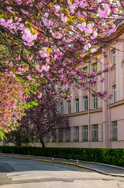 Kirschblüte auf der Stadtstraße von Uzhgorod — Stockfoto