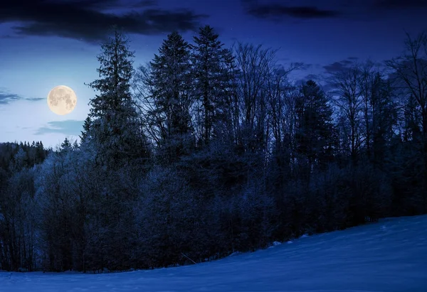 Las na snowy wzgórza w nocy — Zdjęcie stockowe