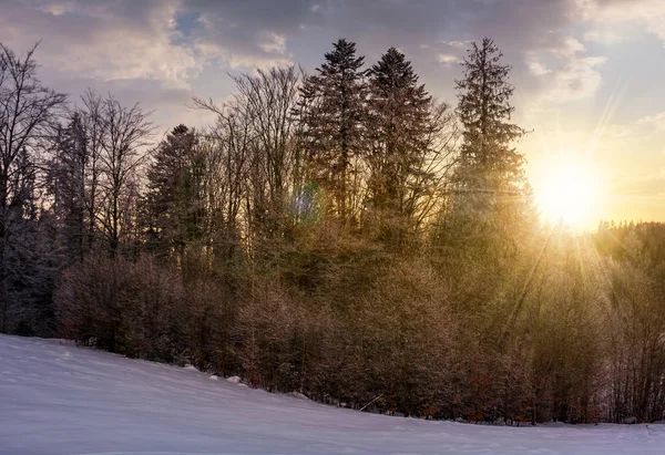 Les na zasněžené stráni při západu slunce — Stock fotografie