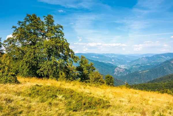 Wald am grasbewachsenen Hang der Karpaten — Stockfoto