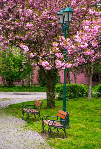 Kirsebærblomst over bænkene i parken - Stock-foto