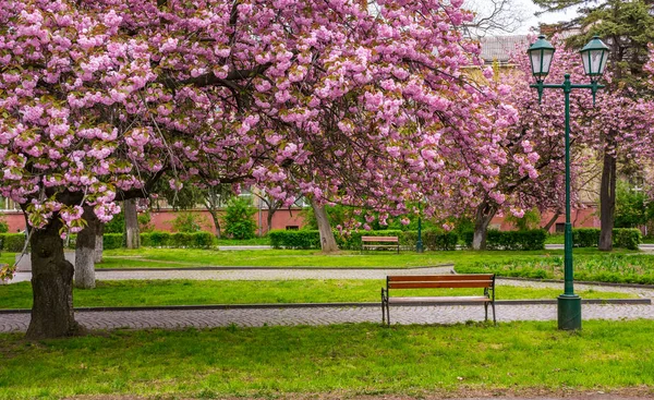 Cireșe înfloresc deasupra băncilor din parc — Fotografie, imagine de stoc
