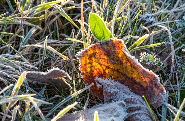 緑の芝生に落ちた葉が霜で覆われて — ストック写真