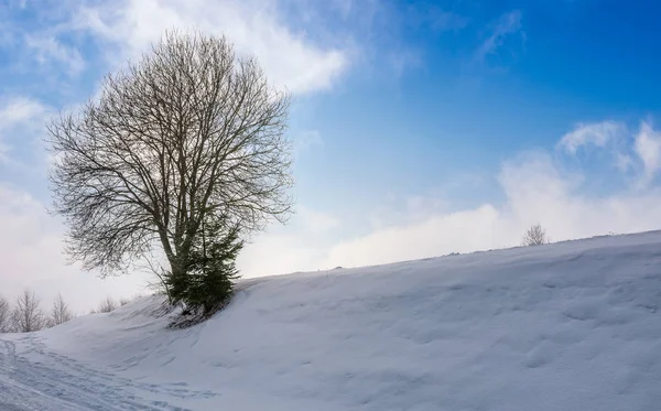 Árbol sin hojas en la ladera nevada — Foto de Stock