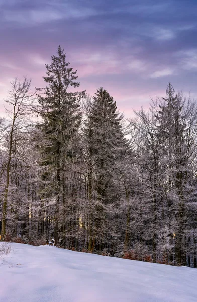 Şafakta karlı yamaca hoarfrost ormanda — Stok fotoğraf