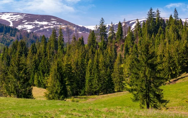Bosque de abeto en una colina cubierta de hierba en primavera — Foto de Stock