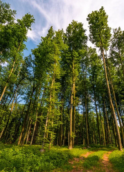 Yeşil yeşillik ile uzun boylu ağaçlar arasında orman yolu — Stok fotoğraf
