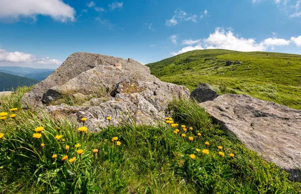 草で覆われた丘の中腹に黄色いタンポポ — ストック写真