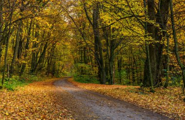 asfalt yol ile sarı yapraklar ormanda