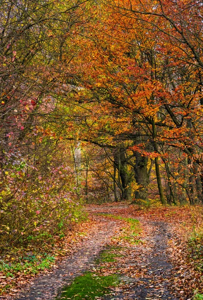 Estrada de terra na floresta com folhagem avermelhada — Fotografia de Stock