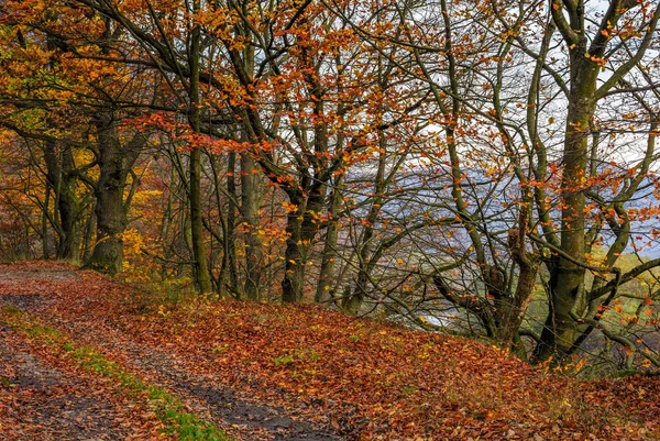 Грязная дорога в лесу с красноватой листвой — стоковое фото