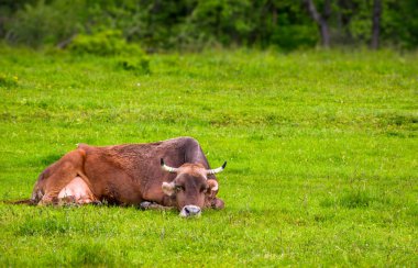 kahverengi inek otsu çayır on aittir