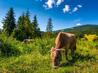 Ormanın yakınında uzun otların içinde otlatma inek